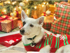 Pawlio™ festive snowman pet sweater with holiday design, cozy holiday apparel for small dogs and cats, winter pet clothing