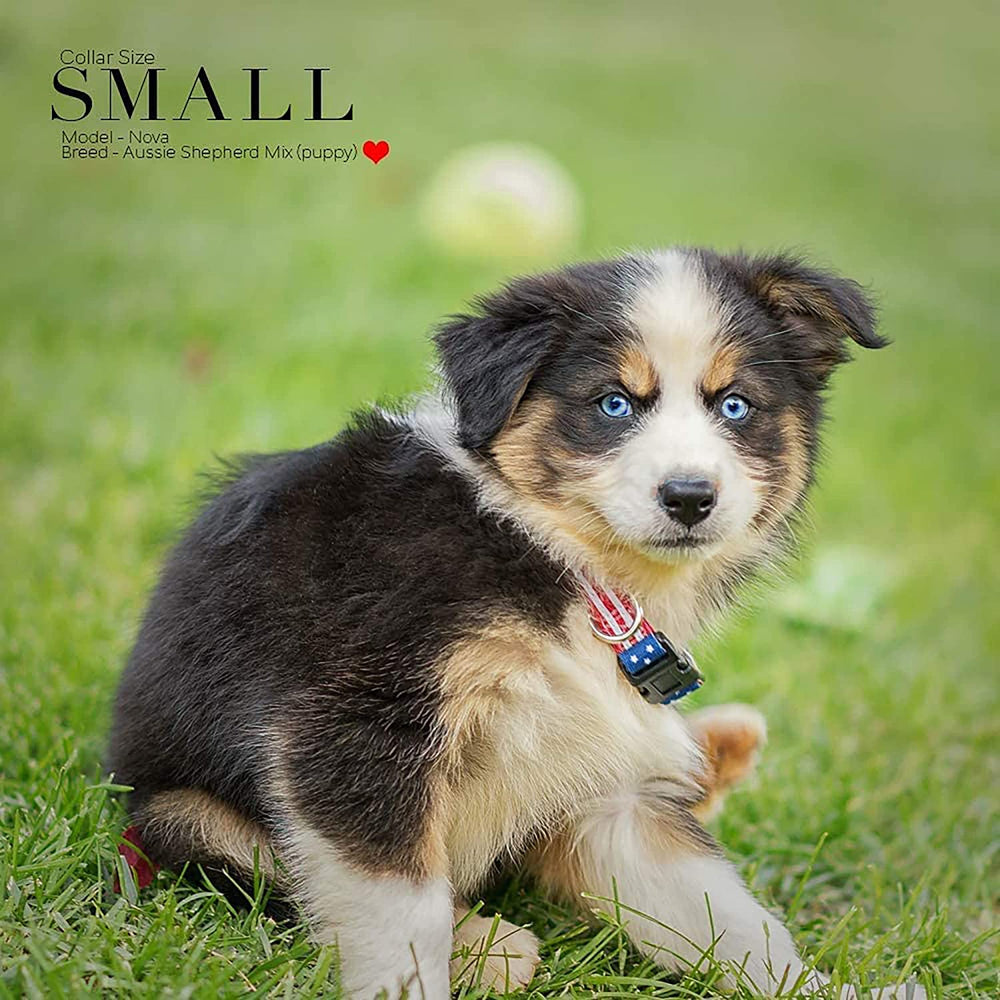 Small Pawlio™ American Flag classic dog collar with vibrant flag design and sturdy buckle for patriotic pets.