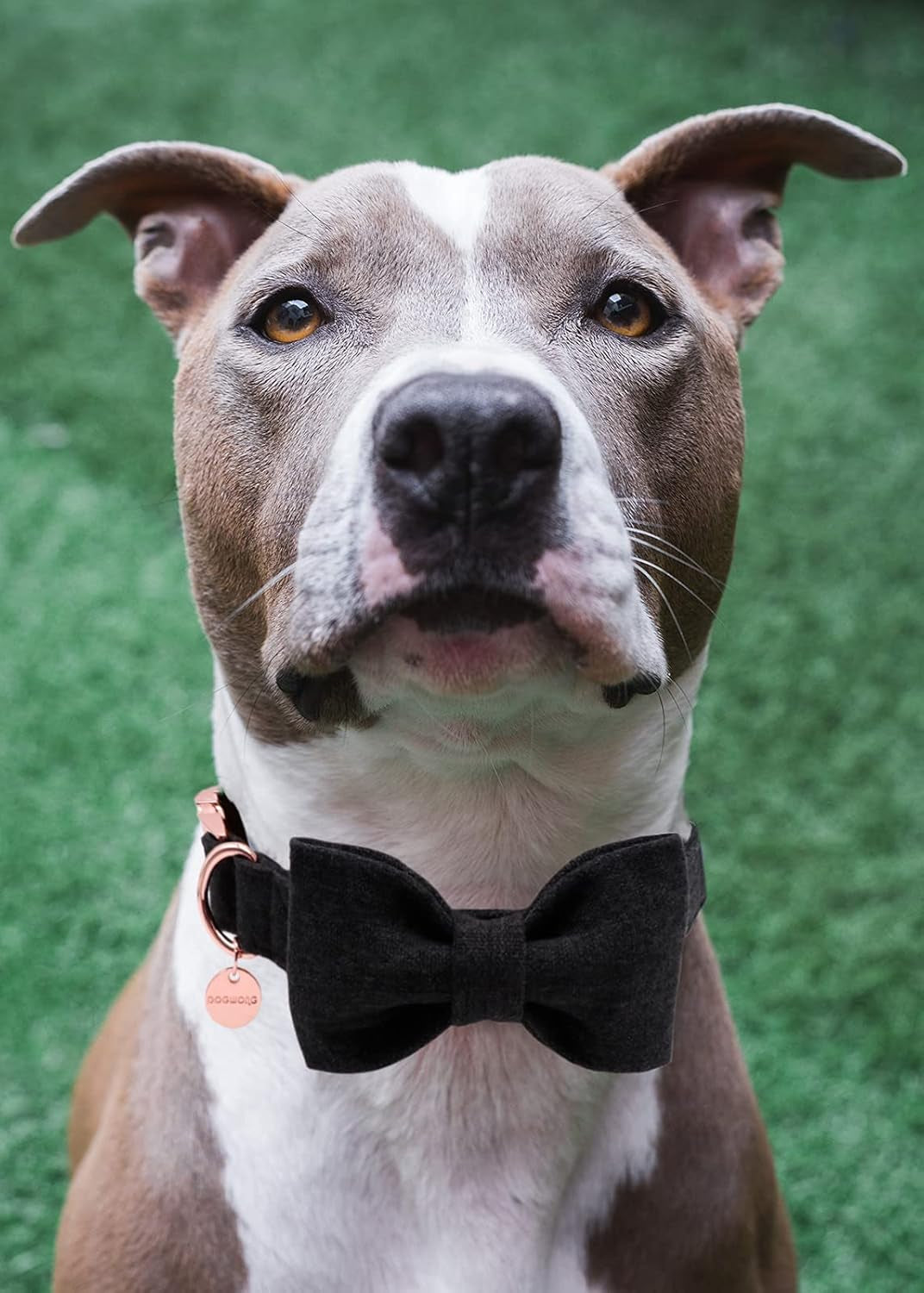 Pawlio™ eco-friendly hemp and cotton dog bow collar with stylish design and durable construction, shown on a small dog.