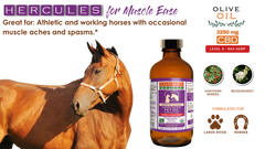 Pawlio Organic Hercules Muscle Relief Hemp Pet Oil for horses and large dogs, featuring hemp extract for muscle support.