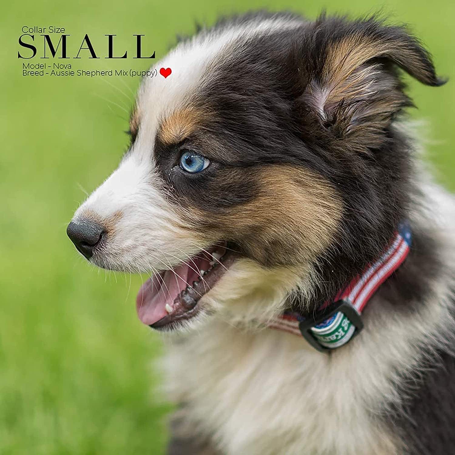 Small Pawlio™ American Flag Classic Dog Collar with red, white, and blue stars and stripes, made for patriotic pet style.
