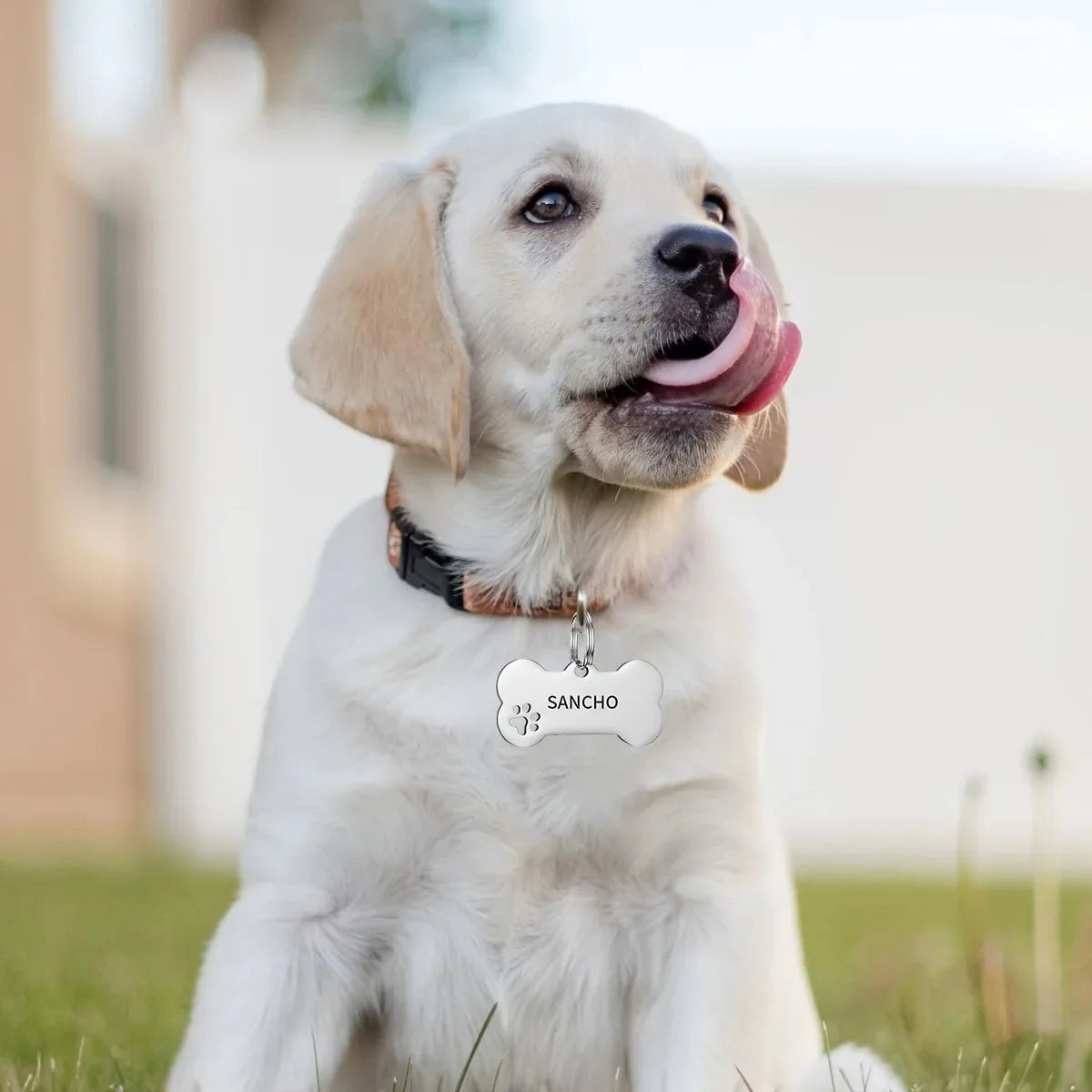 Bone-shaped engraved dog and cat pet tags with name and phone number, personalized Pawlio pet identification pendant