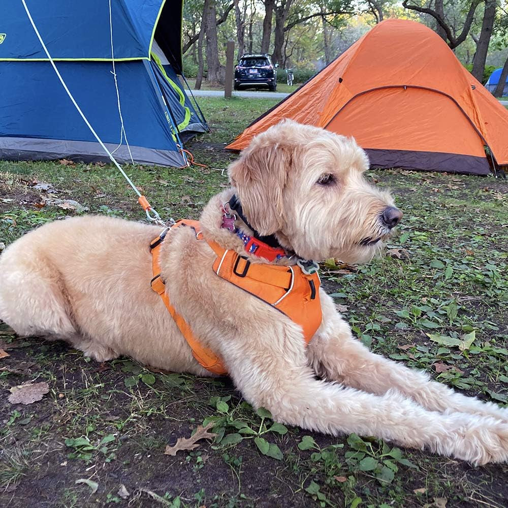 Pawlio™ Heavy-Duty Dog Tie Out Cable, 25ft tangle-free leash for outdoor walks, strong metal clip and durable nylon construction.