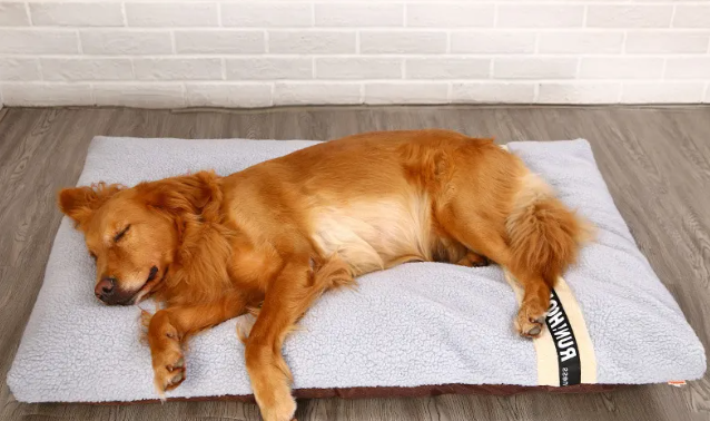Soft plush pet bed by Pawlio with a cozy, cushioned design perfect for small to medium-sized pets.