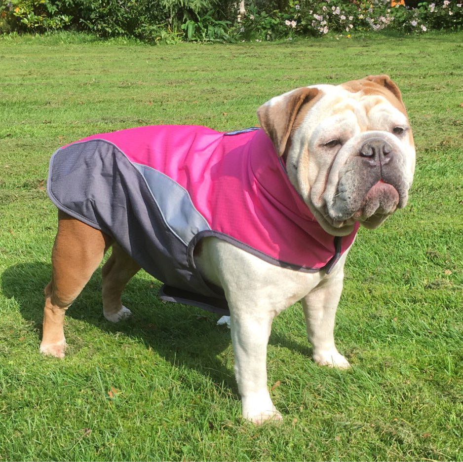 Pawlio all-weather pet protector jacket on a small dog, featuring waterproof fabric and adjustable straps for outdoor adventures.