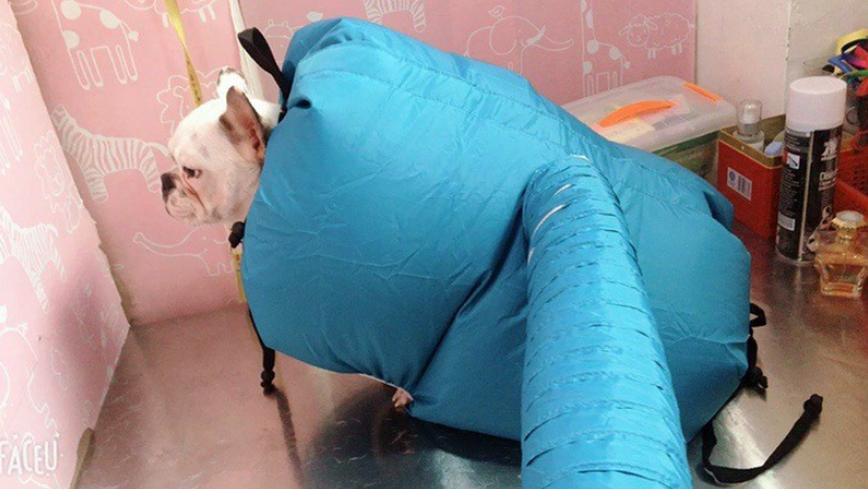 Pawlio Furry Friend Dryer Box for pets, featuring a cozy, insulated enclosure with airflow vents for safe drying.