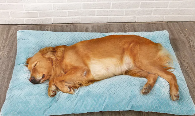Soft plush pet bed by Pawlio with cushioned sides and cozy interior, perfect for small to medium-sized pets.